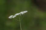 Hedge parsley